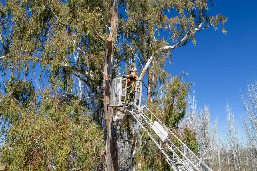 Preparing For Junk Removal After Tree Trimming Pollock Pines, CA Preparing For Junk Removal After Tree Trimming Pollock Pines, CA